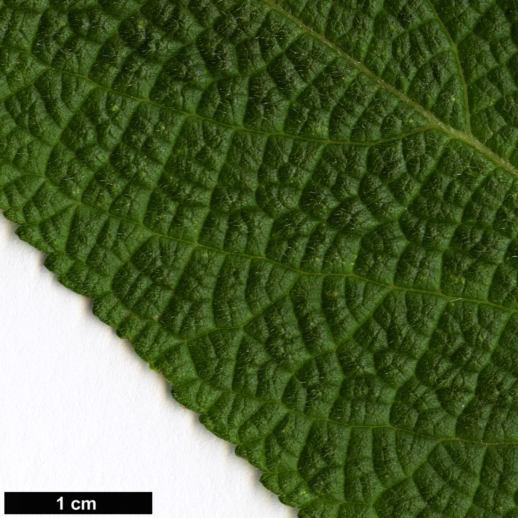 High resolution image: Family: Lamiaceae - Genus: Salvia - Taxon: confertifolia