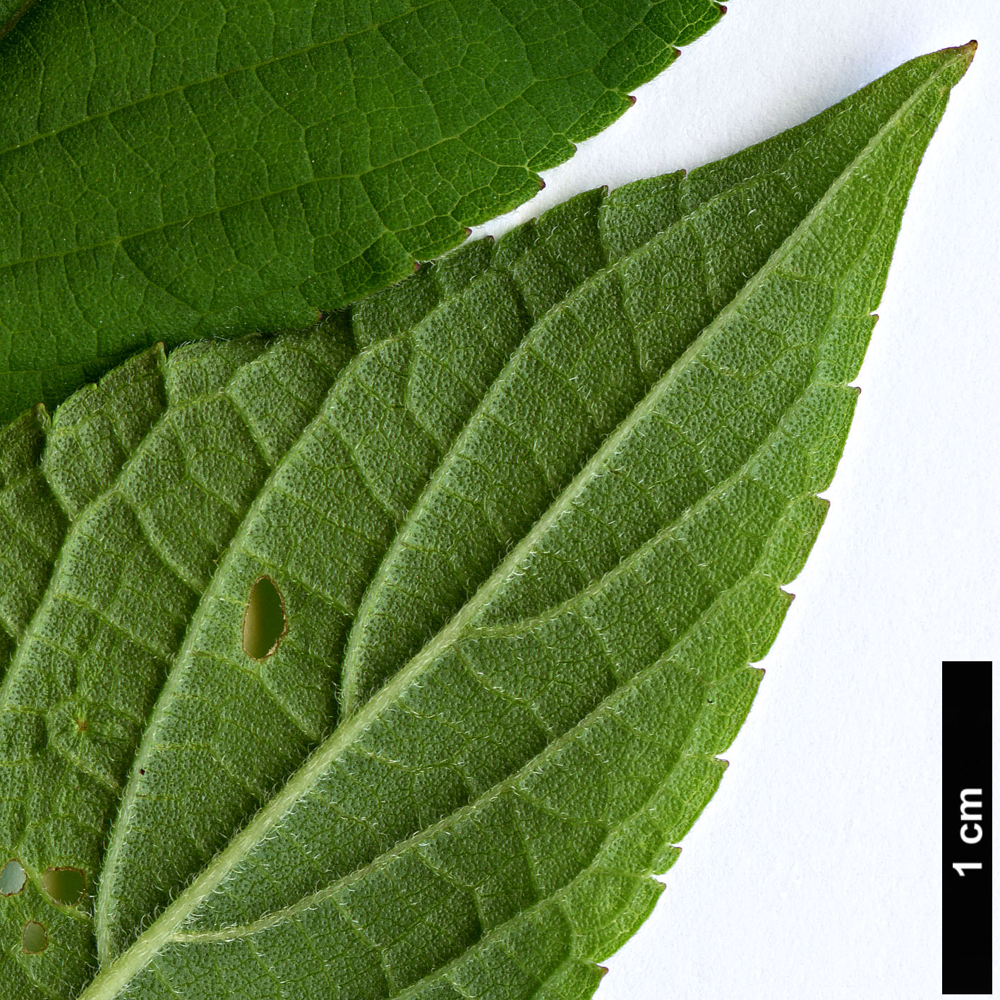 High resolution image: Family: Lamiaceae - Genus: Salvia - Taxon: elegans