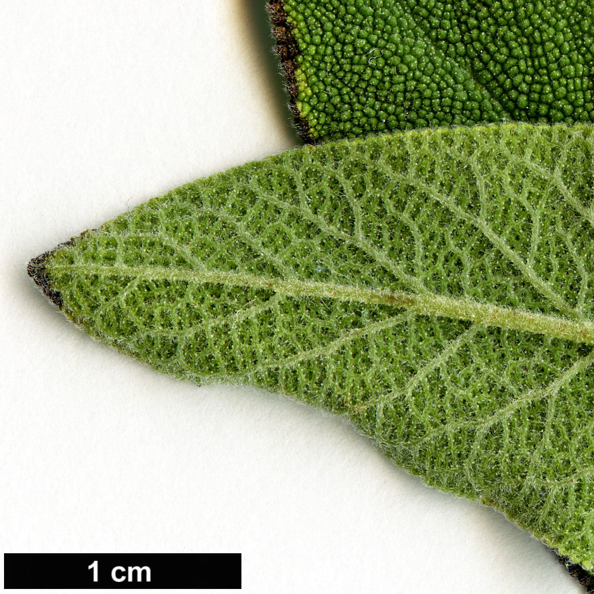 High resolution image: Family: Lamiaceae - Genus: Salvia - Taxon: fruticosa