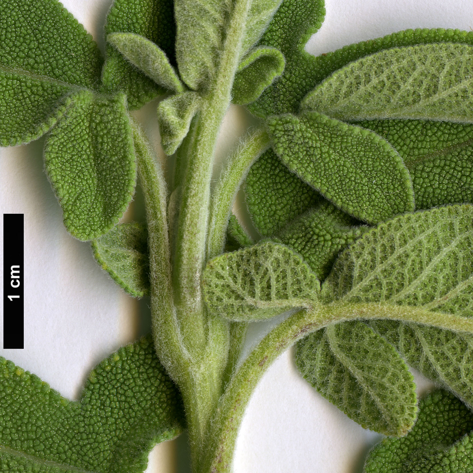 High resolution image: Family: Lamiaceae - Genus: Salvia - Taxon: fruticosa