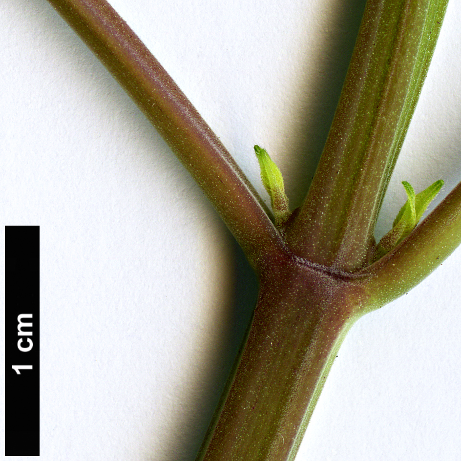 High resolution image: Family: Lamiaceae - Genus: Salvia - Taxon: greggii