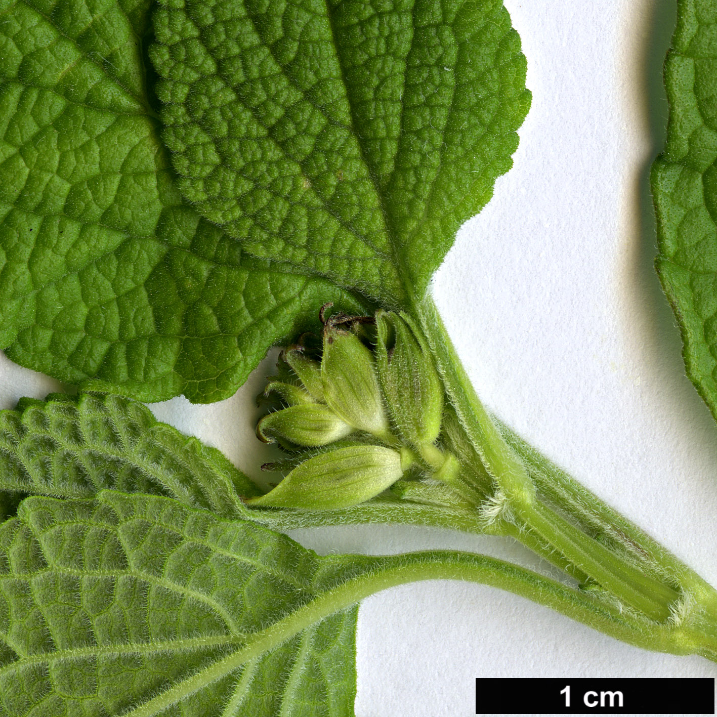 High resolution image: Family: Lamiaceae - Genus: Salvia - Taxon: heerii