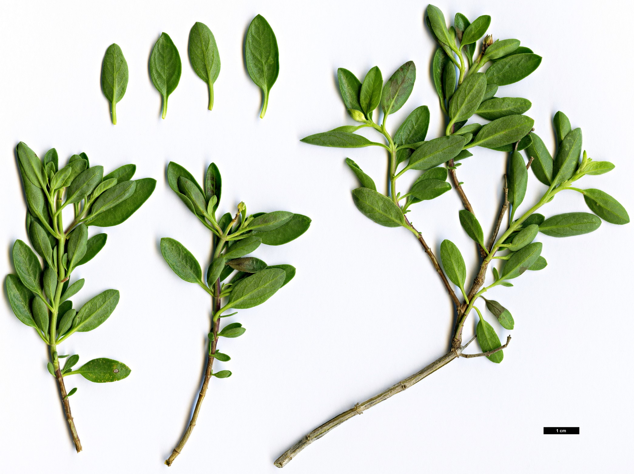 High resolution image: Family: Lamiaceae - Genus: Salvia - Taxon: involucrata