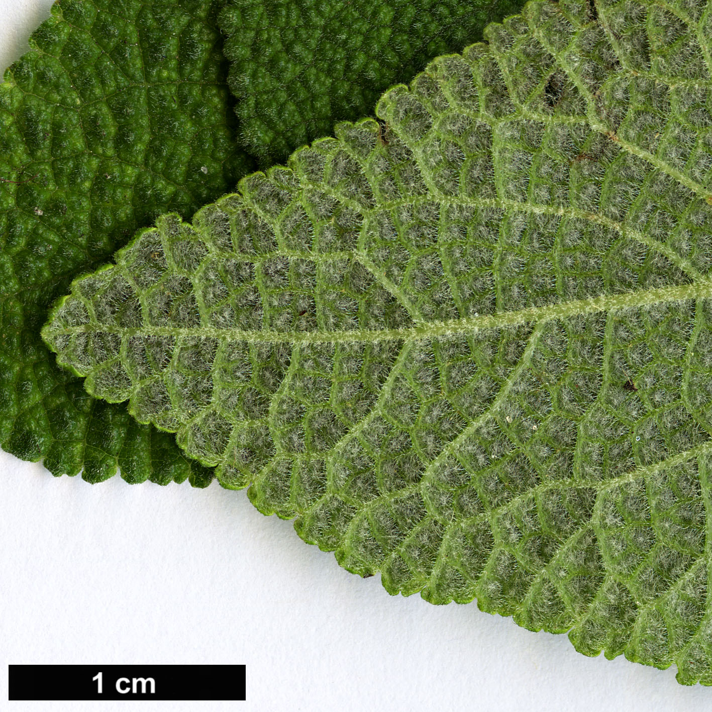 High resolution image: Family: Lamiaceae - Genus: Salvia - Taxon: lasiantha