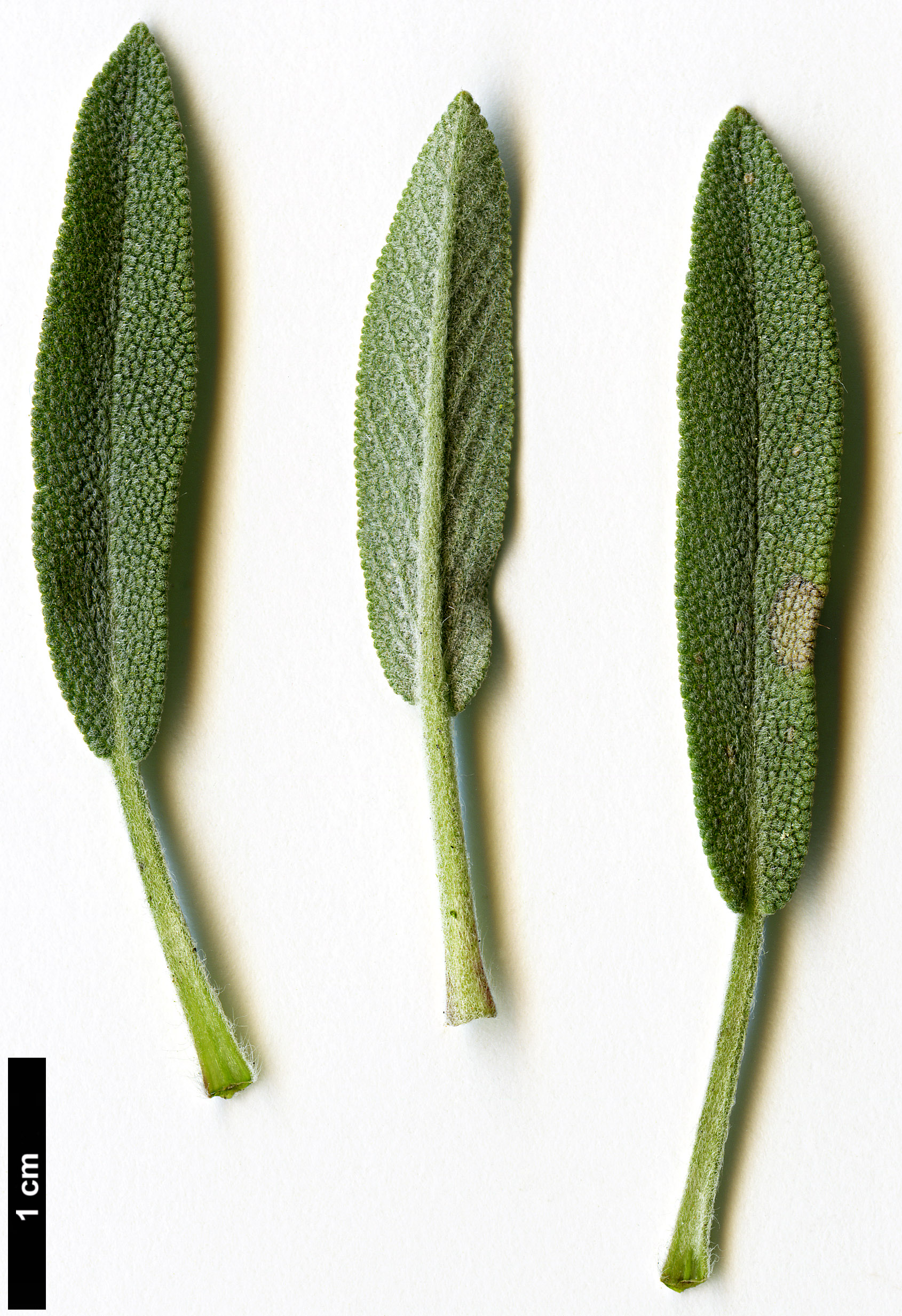 High resolution image: Family: Lamiaceae - Genus: Salvia - Taxon: lavandulifolia
