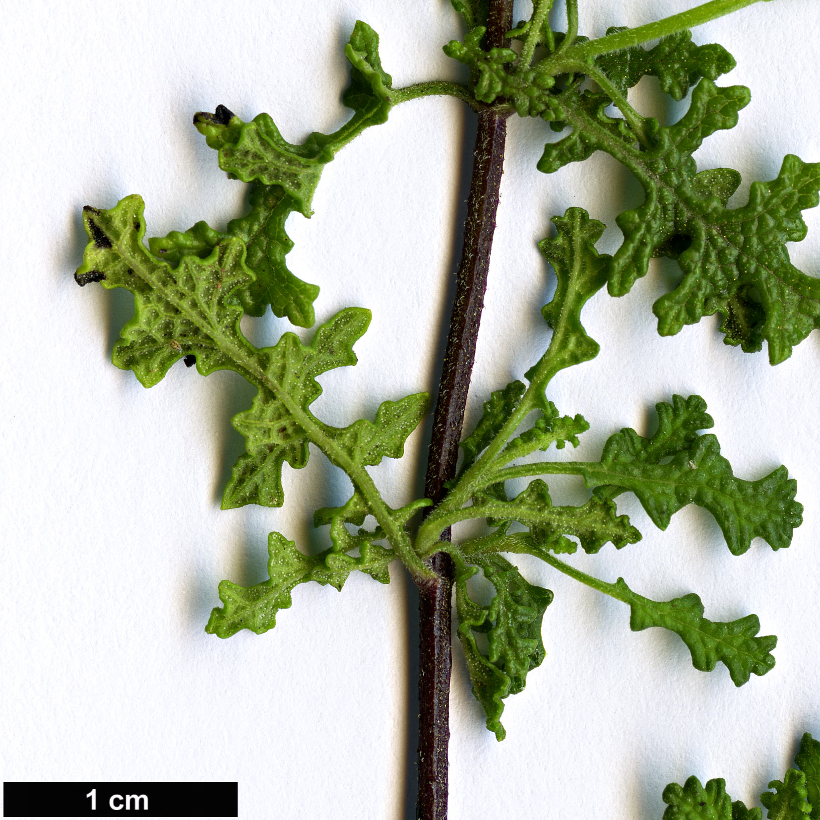 High resolution image: Family: Lamiaceae - Genus: Salvia - Taxon: namaensis