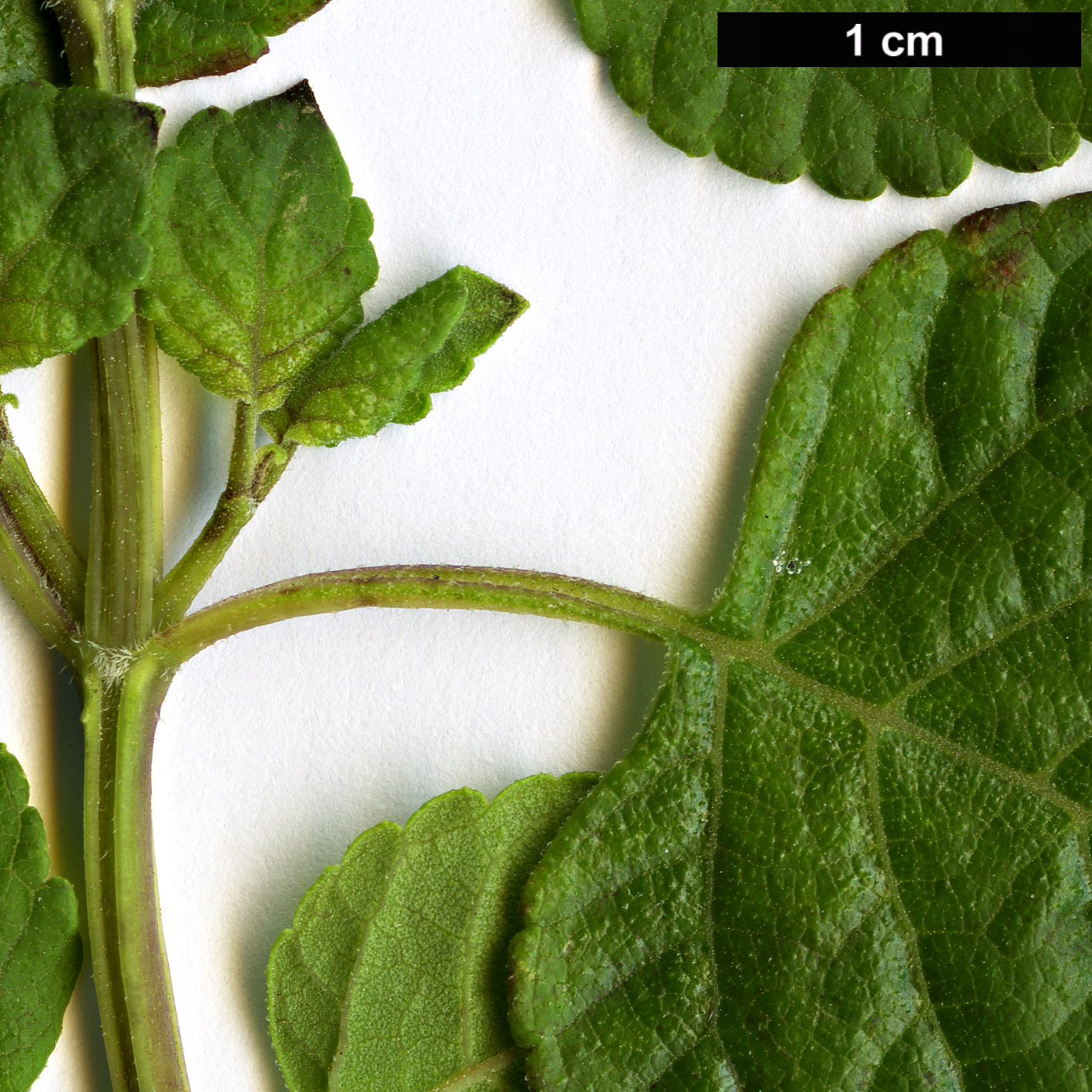 High resolution image: Family: Lamiaceae - Genus: Salvia - Taxon: regla