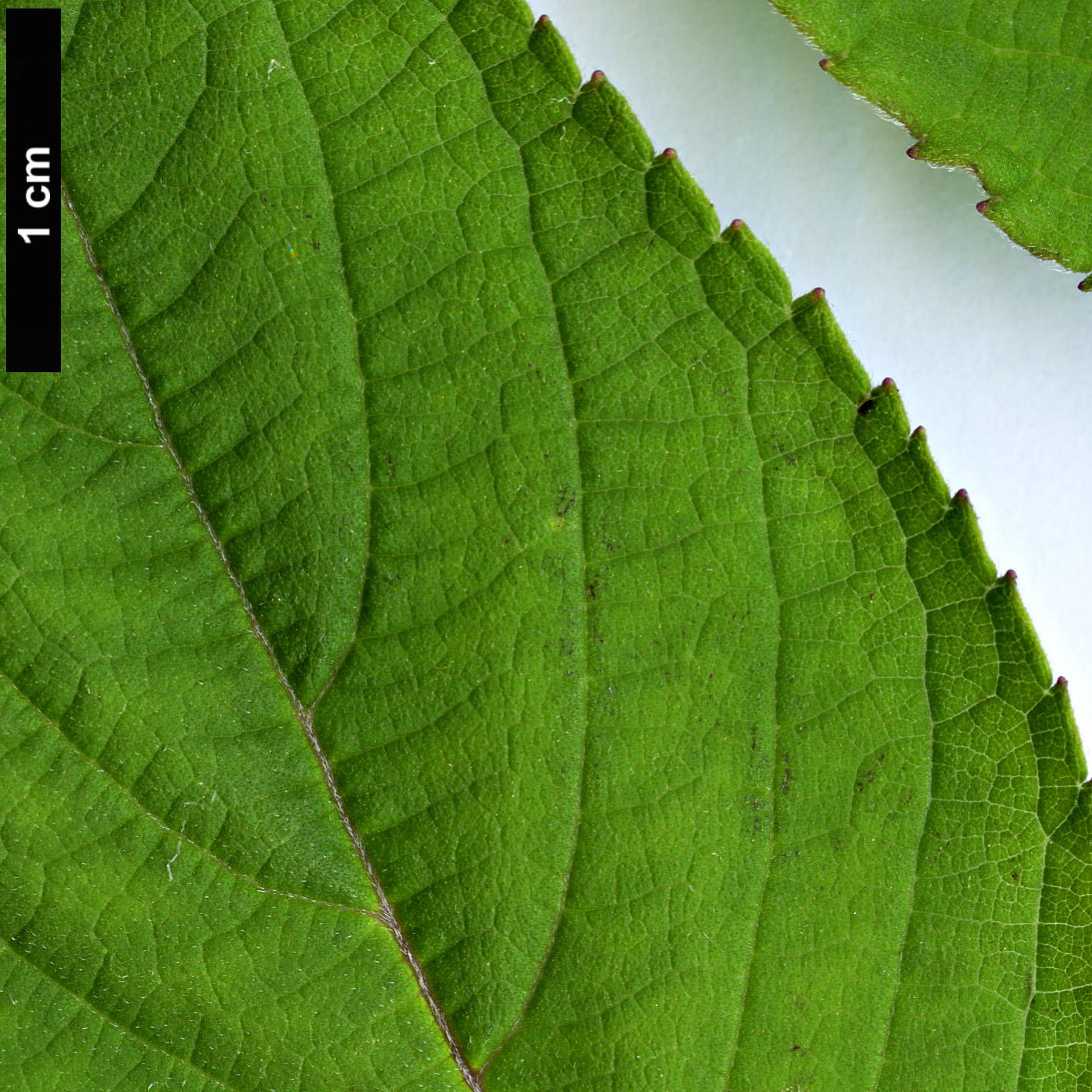 High resolution image: Family: Lamiaceae - Genus: Salvia - Taxon: rutilans