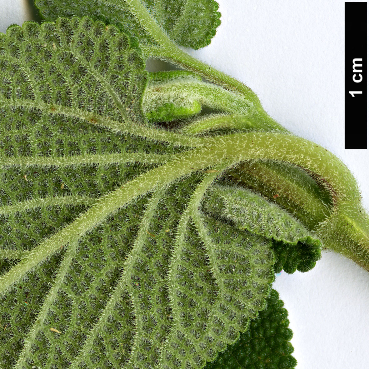 High resolution image: Family: Lamiaceae - Genus: Salvia - Taxon: semiatrata
