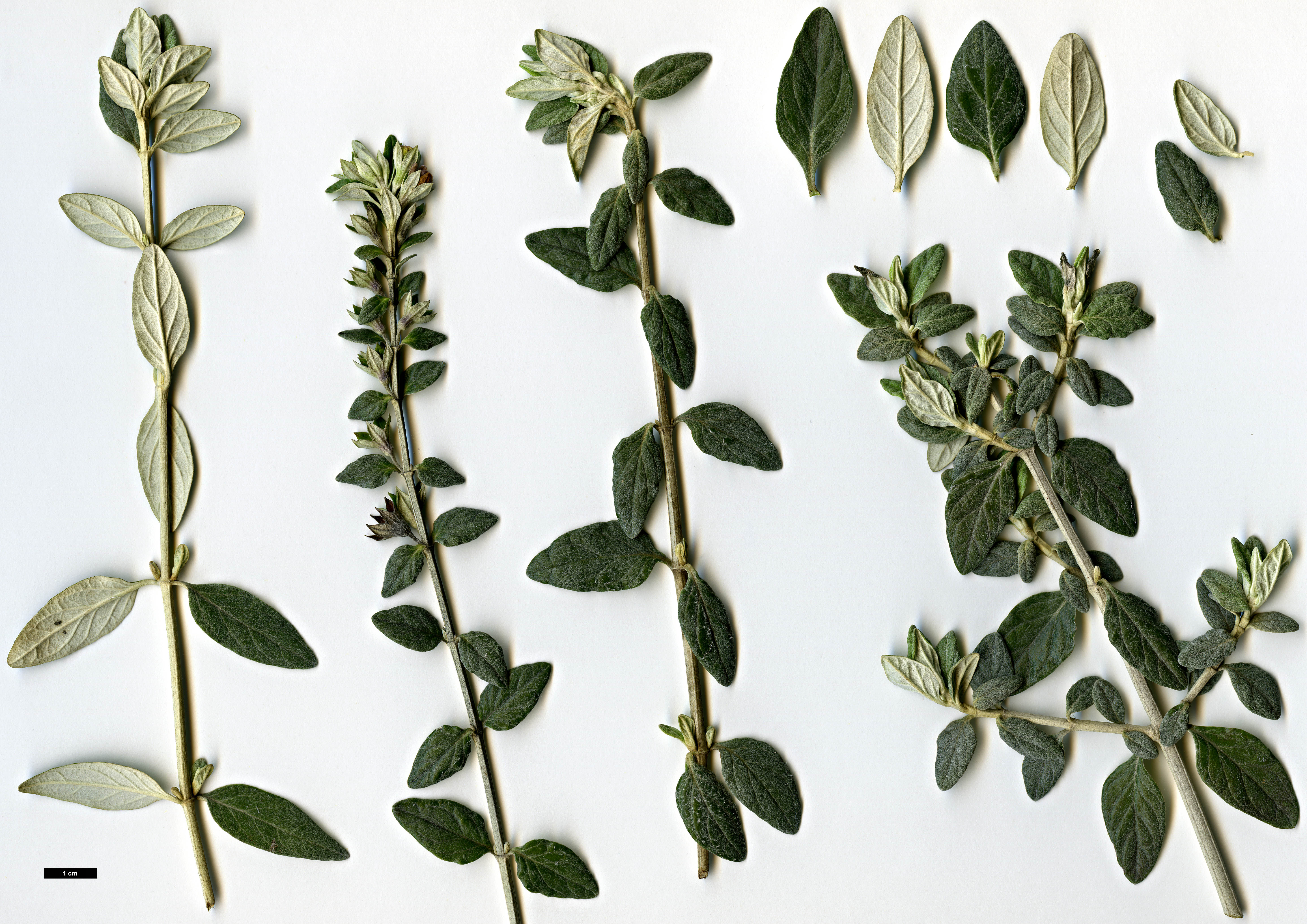 High resolution image: Family: Lamiaceae - Genus: Teucrium - Taxon: fruticans