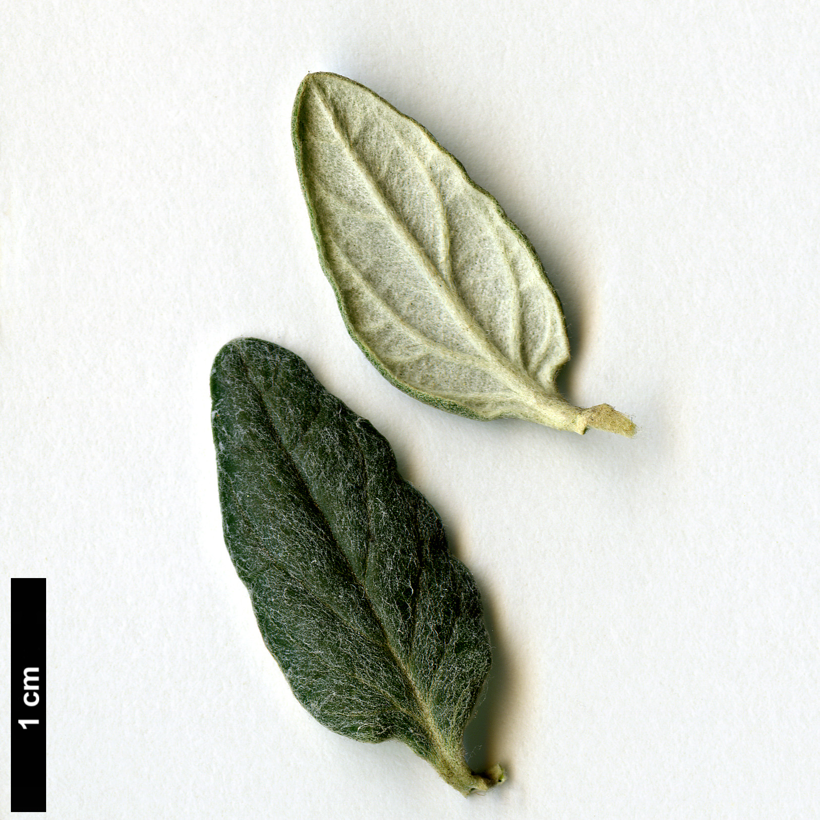 High resolution image: Family: Lamiaceae - Genus: Teucrium - Taxon: fruticans