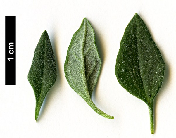 High resolution image: Family: Lamiaceae - Genus: Teucrium - Taxon: marum