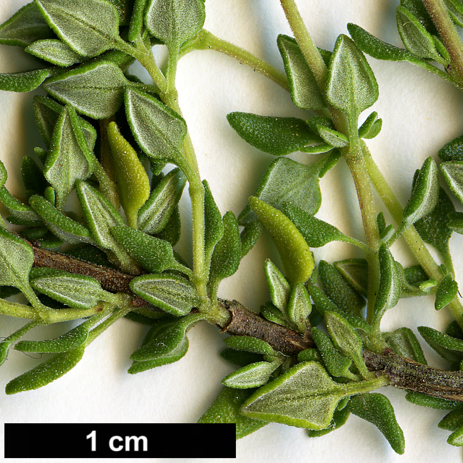 High resolution image: Family: Lamiaceae - Genus: Thymus - Taxon: camphoratus
