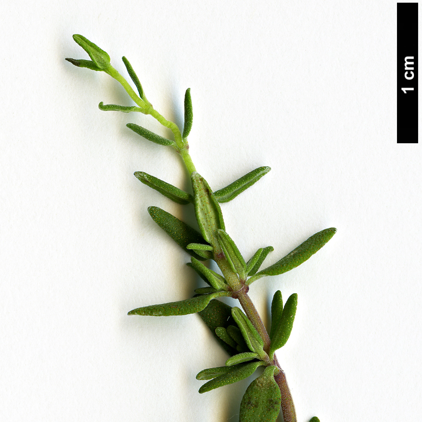 High resolution image: Family: Lamiaceae - Genus: Thymus - Taxon: pulegioides