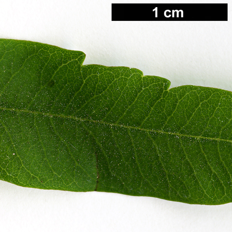 High resolution image: Family: Lamiaceae - Genus: Vitex - Taxon: agnus-castus