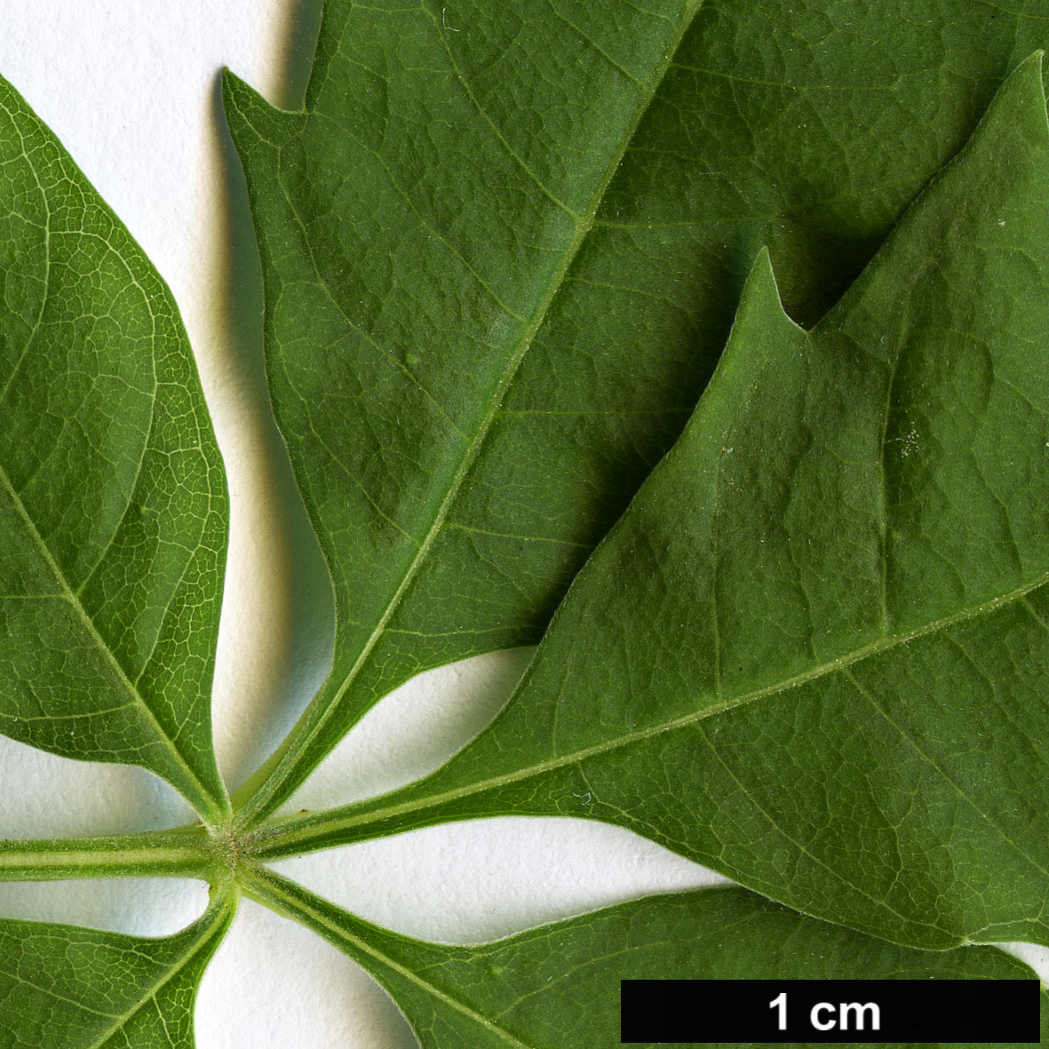 High resolution image: Family: Lamiaceae - Genus: Vitex - Taxon: negundo