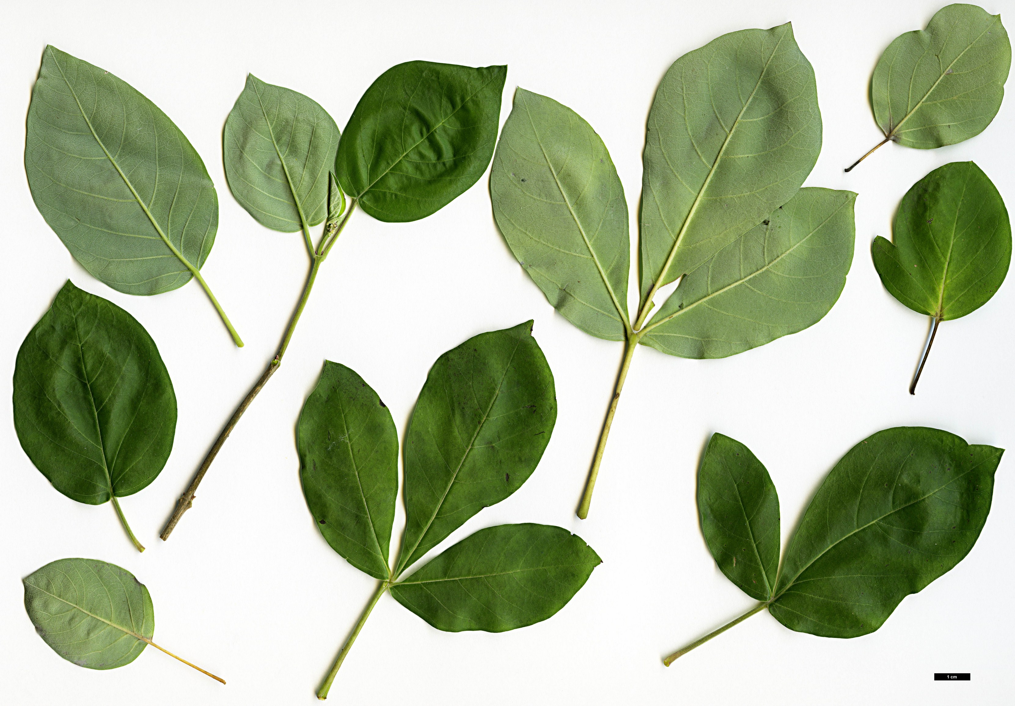 High resolution image: Family: Lamiaceae - Genus: Vitex - Taxon: rotundifolium