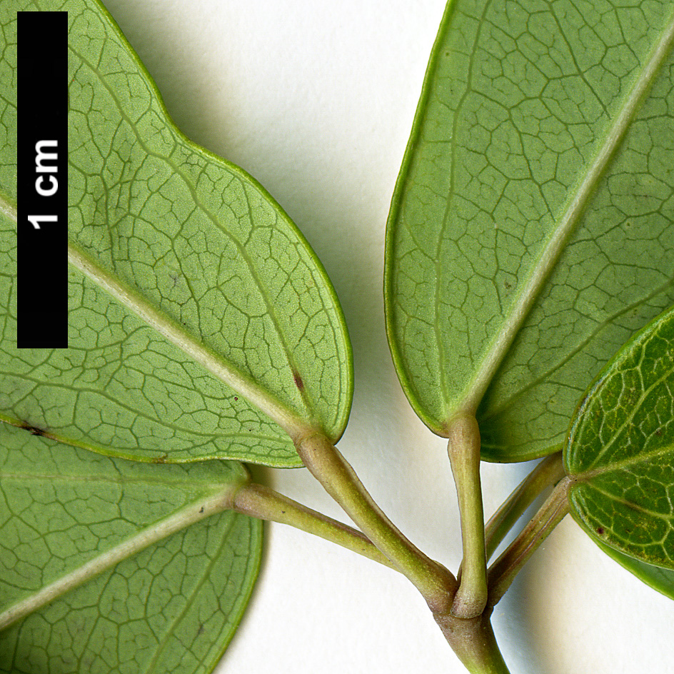 High resolution image: Family: Lardizabalaceae - Genus: Akebia - Taxon: longeracemosa