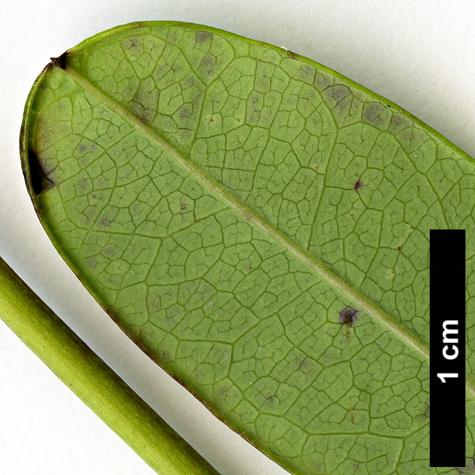 High resolution image: Family: Lardizabalaceae - Genus: Akebia - Taxon: longeracemosa