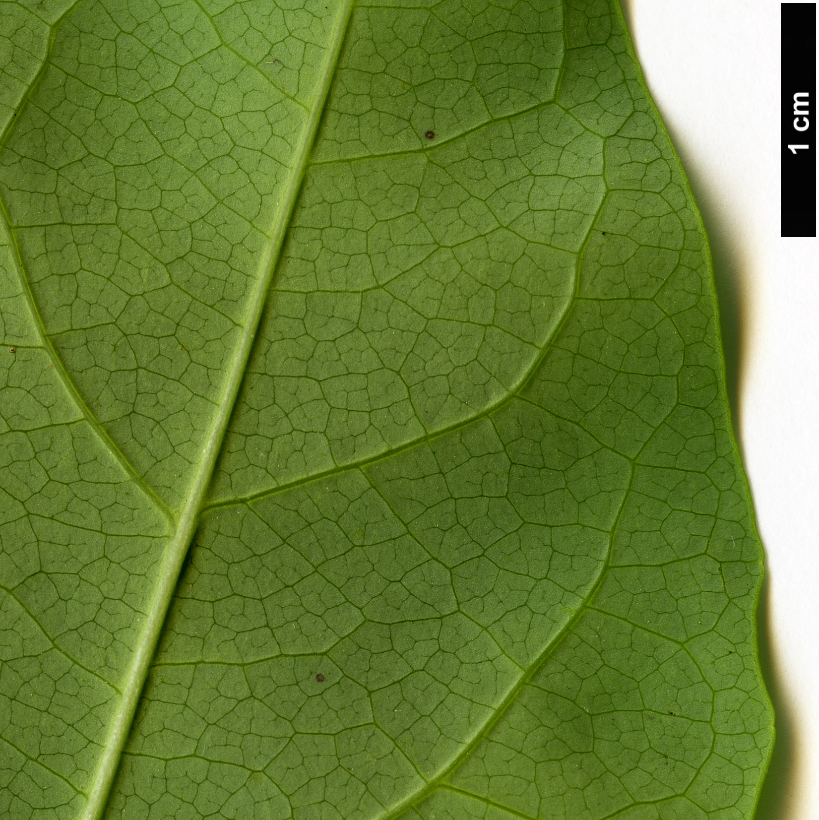 High resolution image: Family: Lardizabalaceae - Genus: Akebia - Taxon: trifoliata
