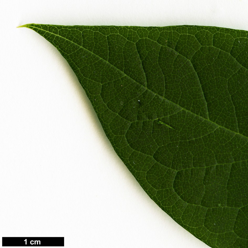 High resolution image: Family: Lardizabalaceae - Genus: Decaisnea - Taxon: fargesii