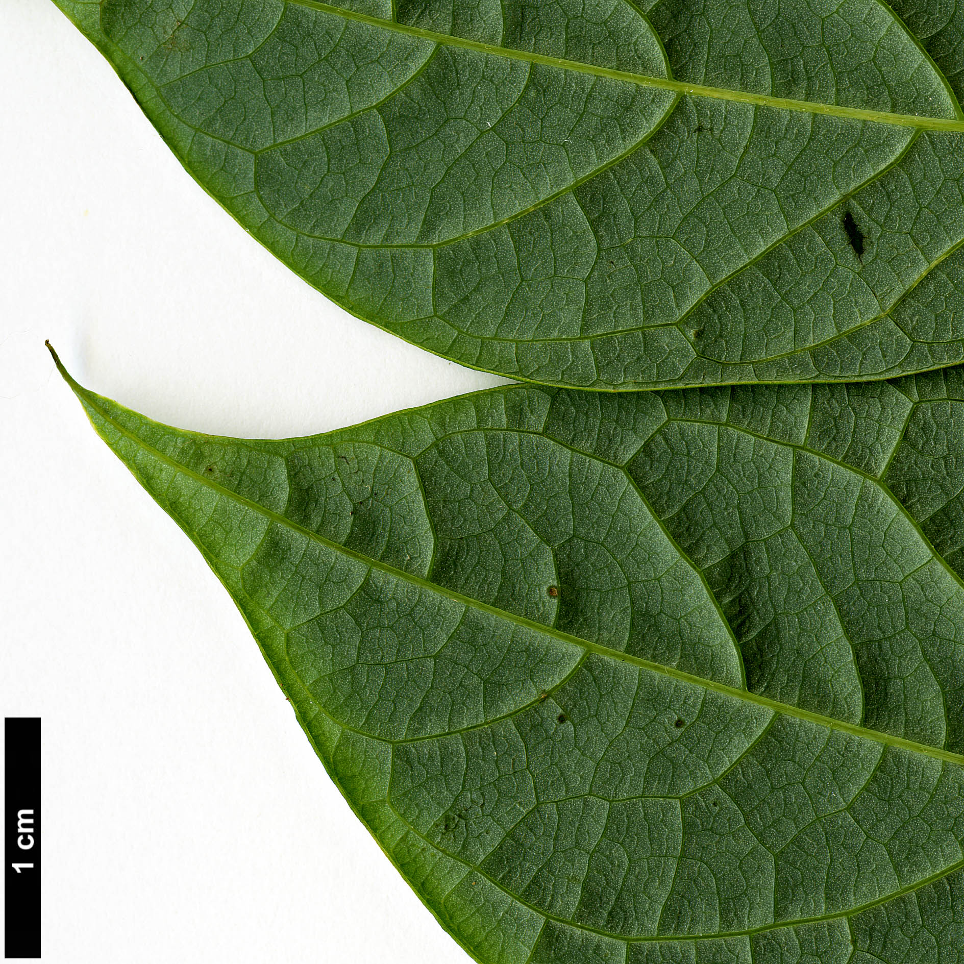 High resolution image: Family: Lardizabalaceae - Genus: Decaisnea - Taxon: insignis