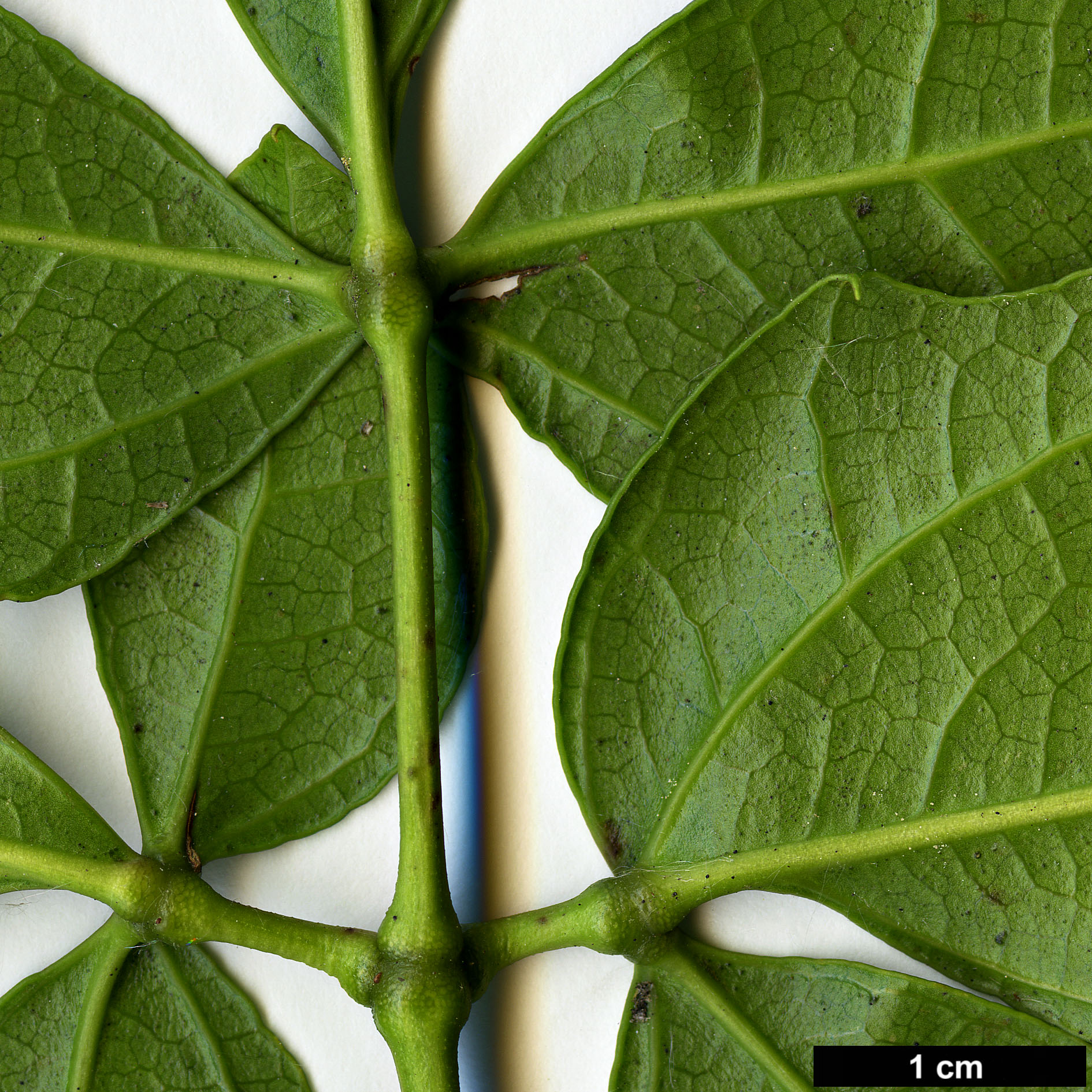 High resolution image: Family: Lardizabalaceae - Genus: Lardizabala - Taxon: funaria