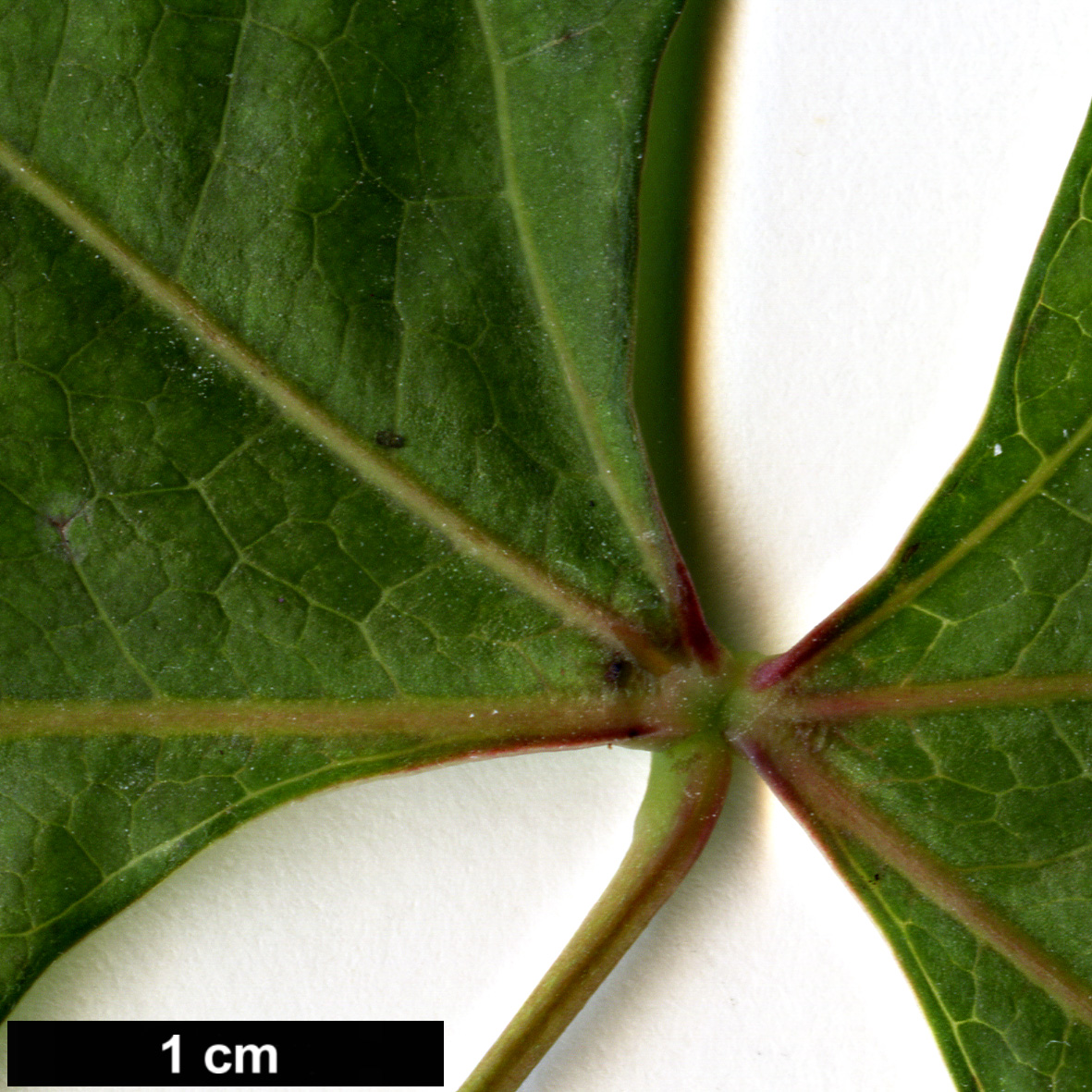 High resolution image: Family: Lardizabalaceae - Genus: Sargentodoxa - Taxon: cuneata