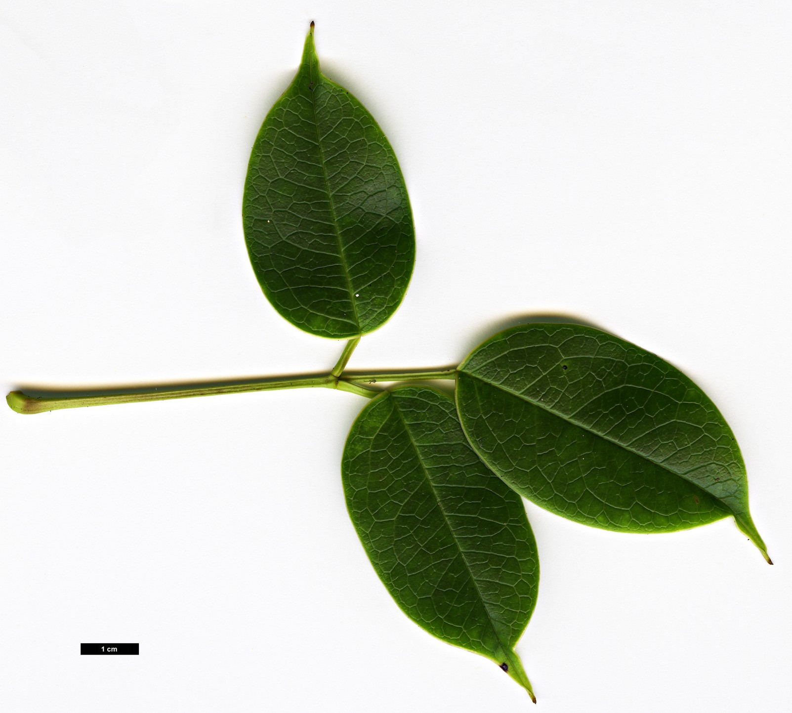 High resolution image: Family: Lardizabalaceae - Genus: Stauntonia - Taxon: brachyandra