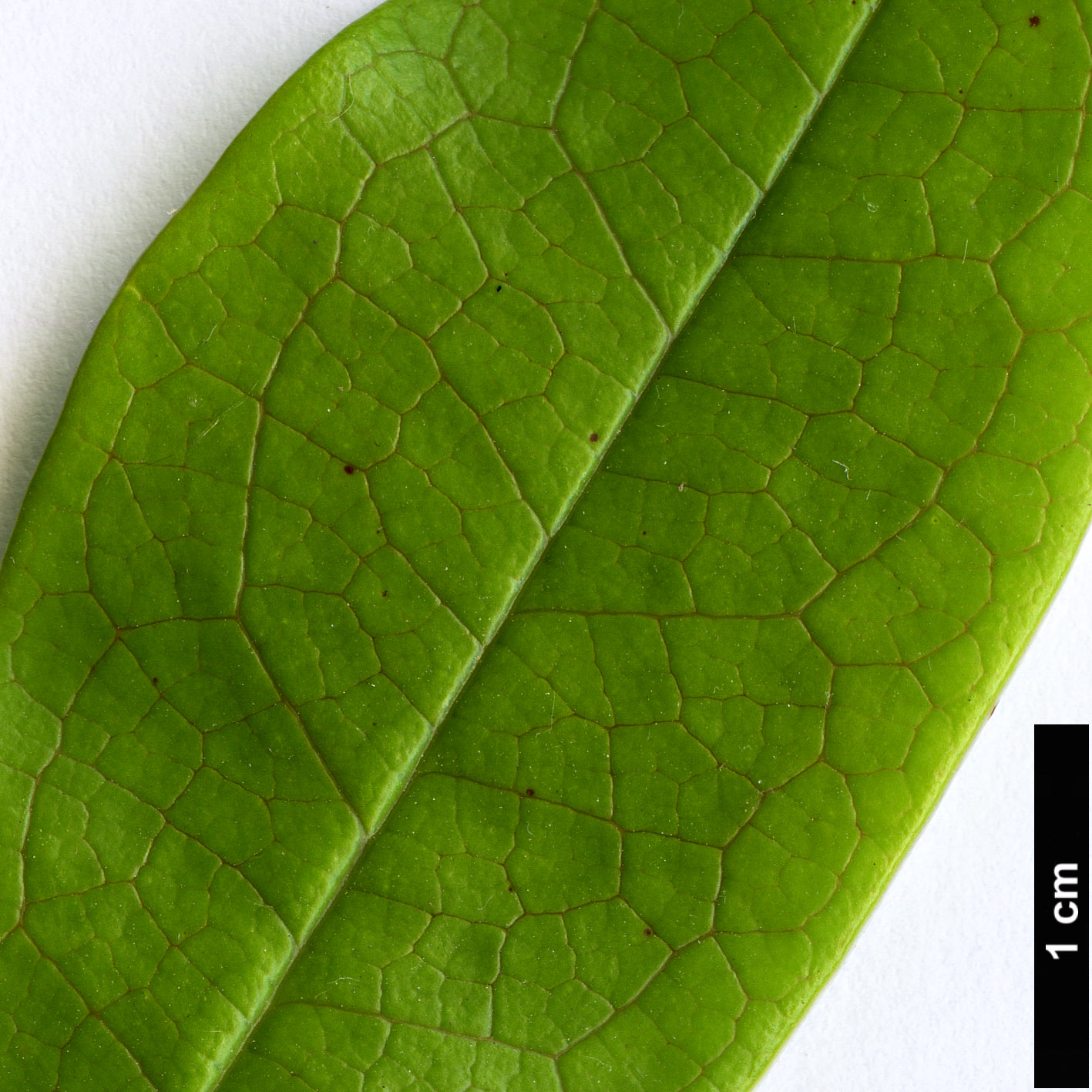 High resolution image: Family: Lardizabalaceae - Genus: Stauntonia - Taxon: brachyandra