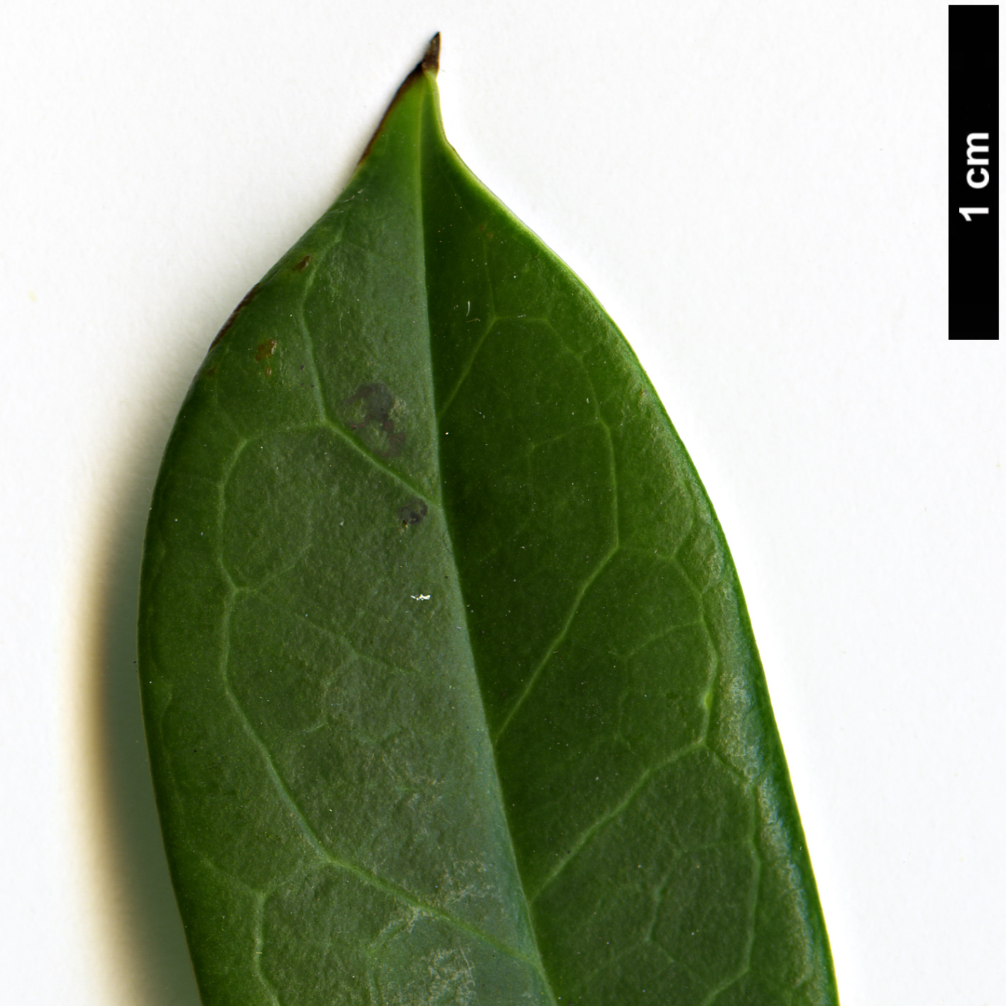 High resolution image: Family: Lardizabalaceae - Genus: Stauntonia - Taxon: coriacea