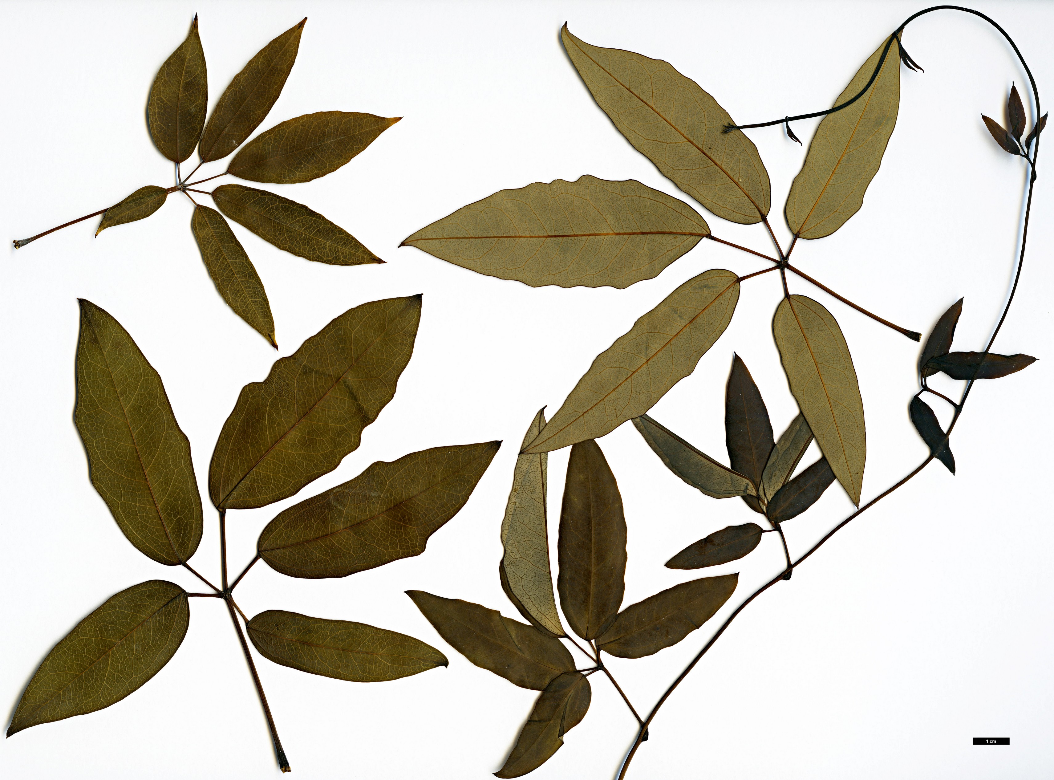 High resolution image: Family: Lardizabalaceae - Genus: Stauntonia - Taxon: grandiflora