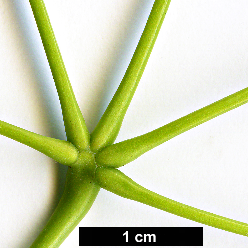 High resolution image: Family: Lardizabalaceae - Genus: Stauntonia - Taxon: hexaphylla