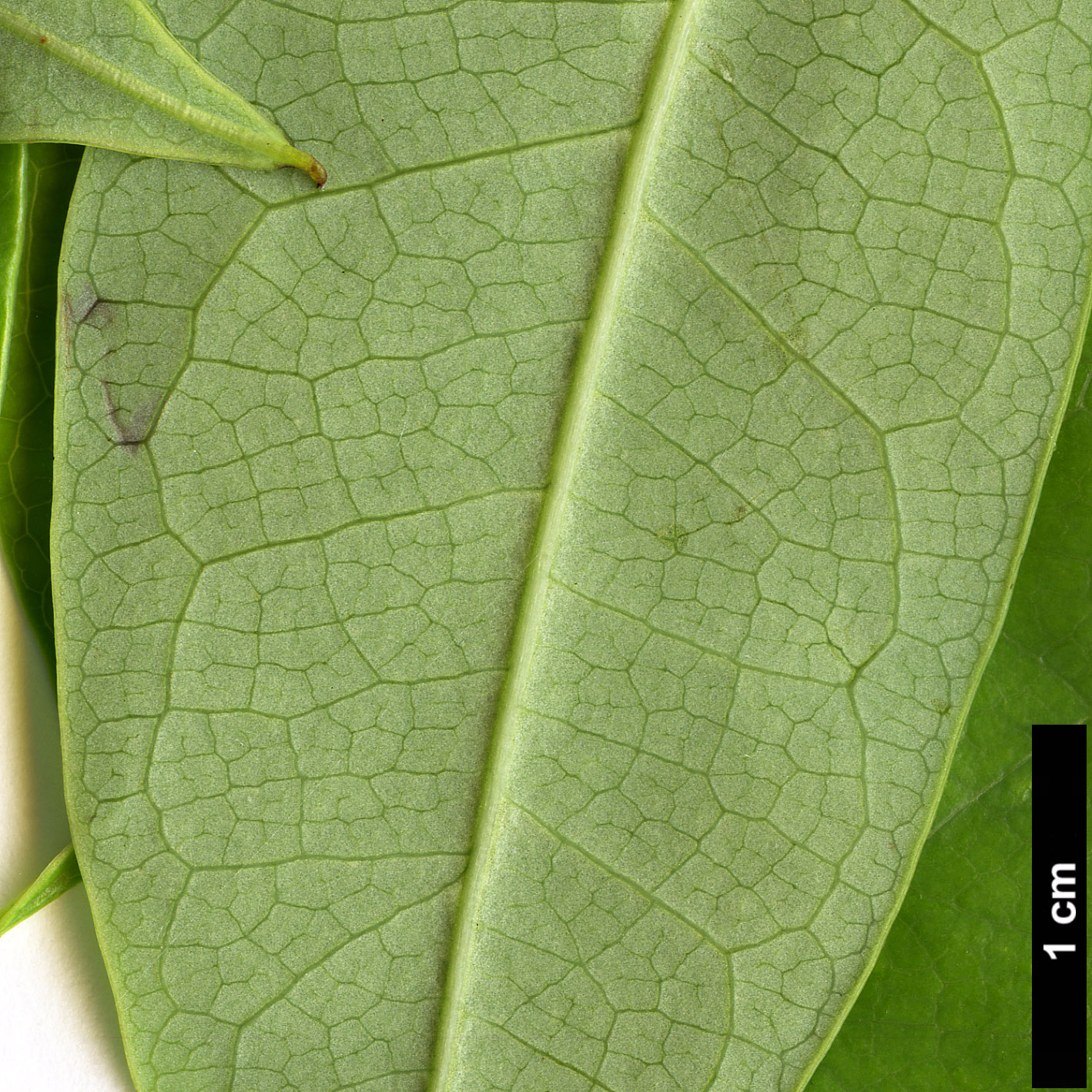 High resolution image: Family: Lardizabalaceae - Genus: Stauntonia - Taxon: latifolia
