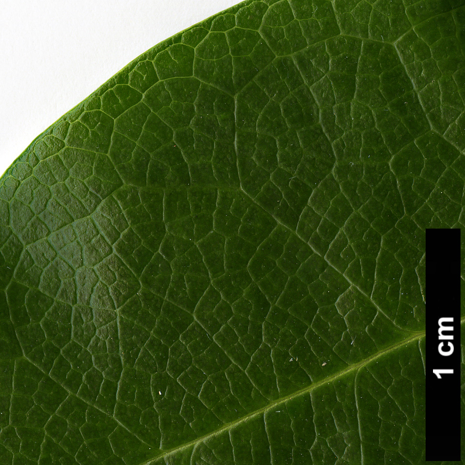 High resolution image: Family: Lardizabalaceae - Genus: Stauntonia - Taxon: latifolia
