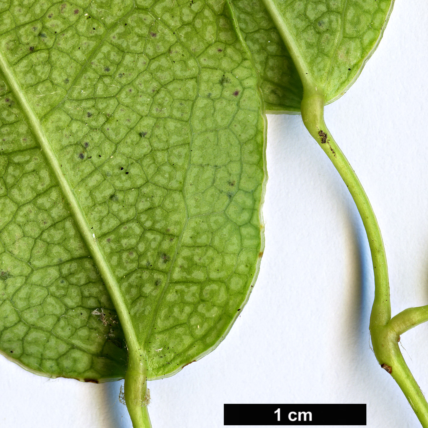 High resolution image: Family: Lardizabalaceae - Genus: Stauntonia - Taxon: purpurea