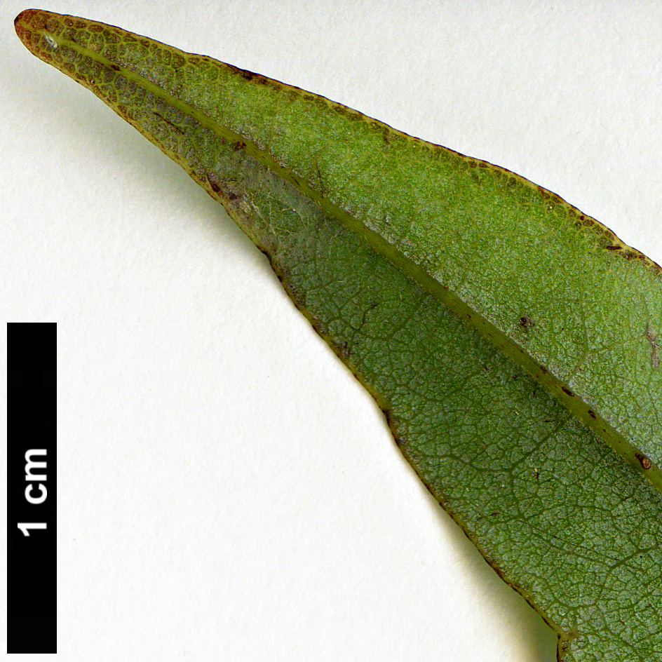 High resolution image: Family: Lauraceae - Genus: Beilschmiedia - Taxon: tawa