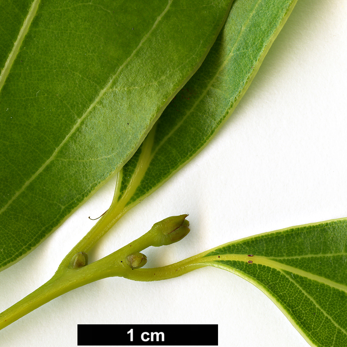High resolution image: Family: Lauraceae - Genus: Cinnamomum - Taxon: insularimontanum