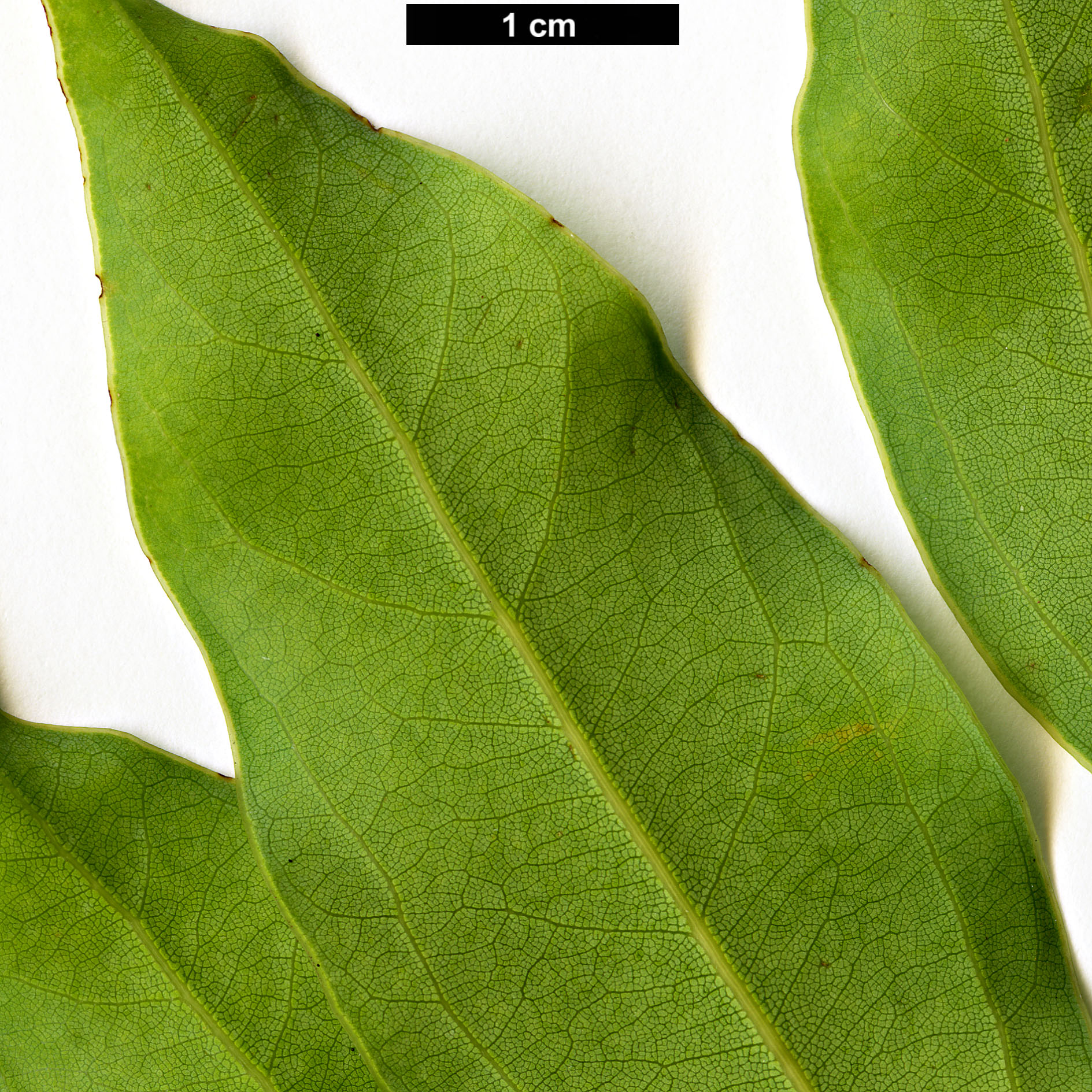 High resolution image: Family: Lauraceae - Genus: Cinnamomum - Taxon: insularimontanum