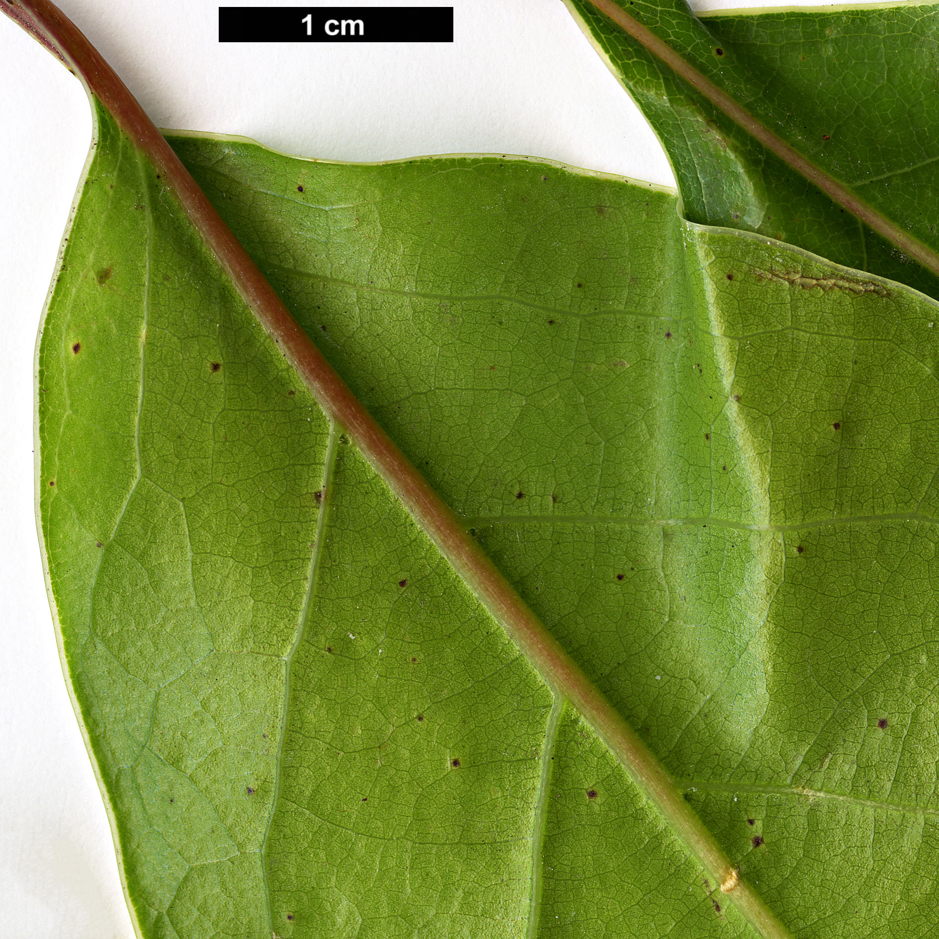 High resolution image: Family: Lauraceae - Genus: Cinnamomum - Taxon: micranthum