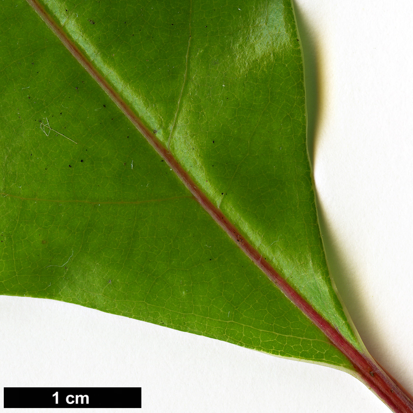 High resolution image: Family: Lauraceae - Genus: Cinnamomum - Taxon: micranthum