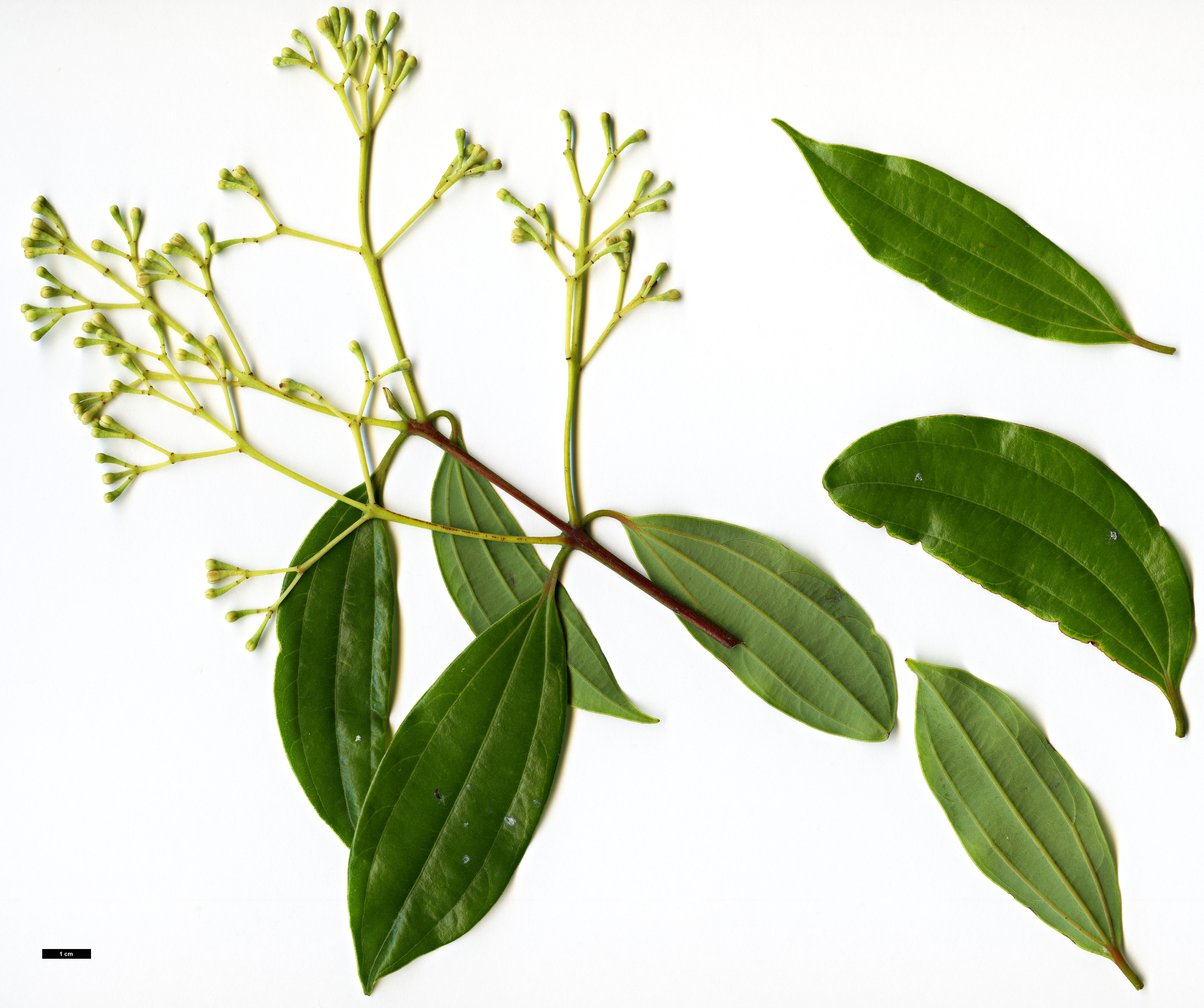 High resolution image: Family: Lauraceae - Genus: Cinnamomum - Taxon: tonkinense