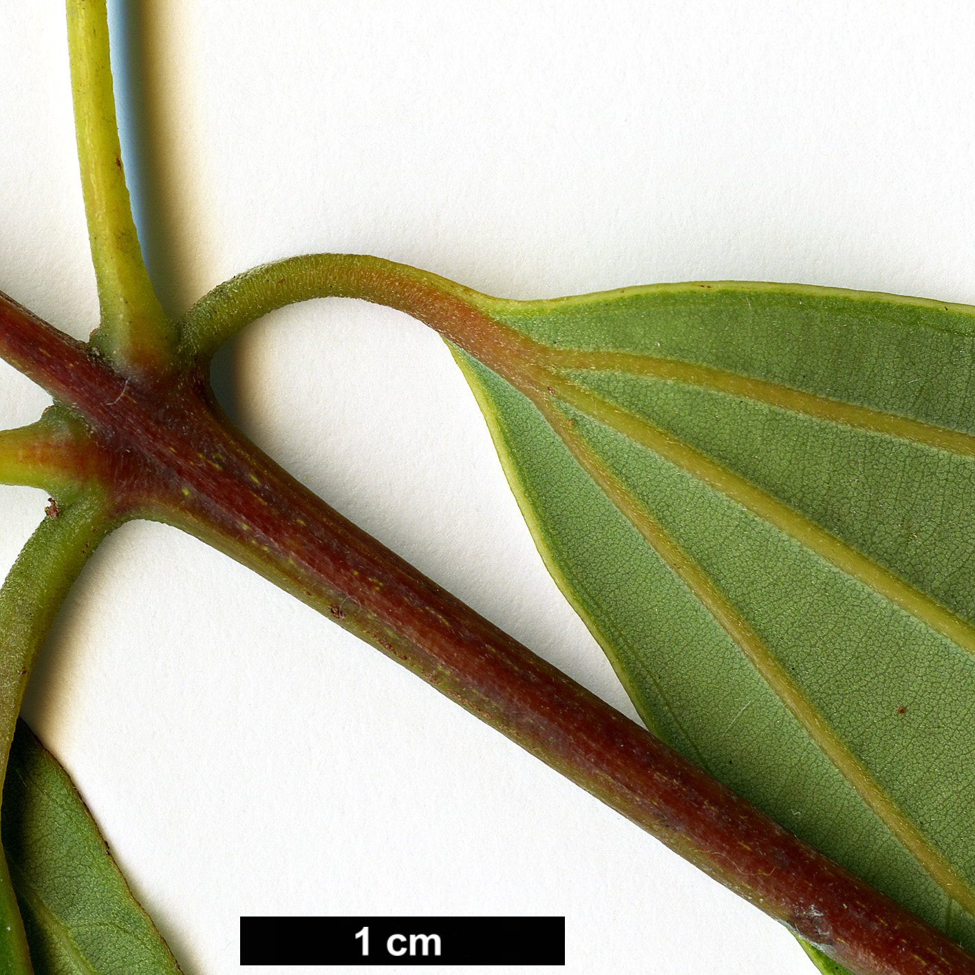 High resolution image: Family: Lauraceae - Genus: Cinnamomum - Taxon: tonkinense