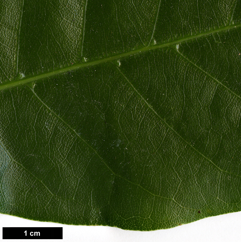 High resolution image: Family: Lauraceae - Genus: Laurus - Taxon: azorica