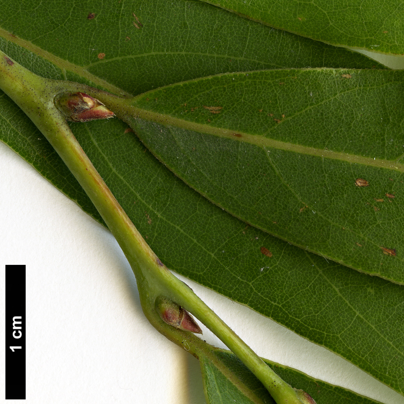 High resolution image: Family: Lauraceae - Genus: Lindera - Taxon: angustifolia