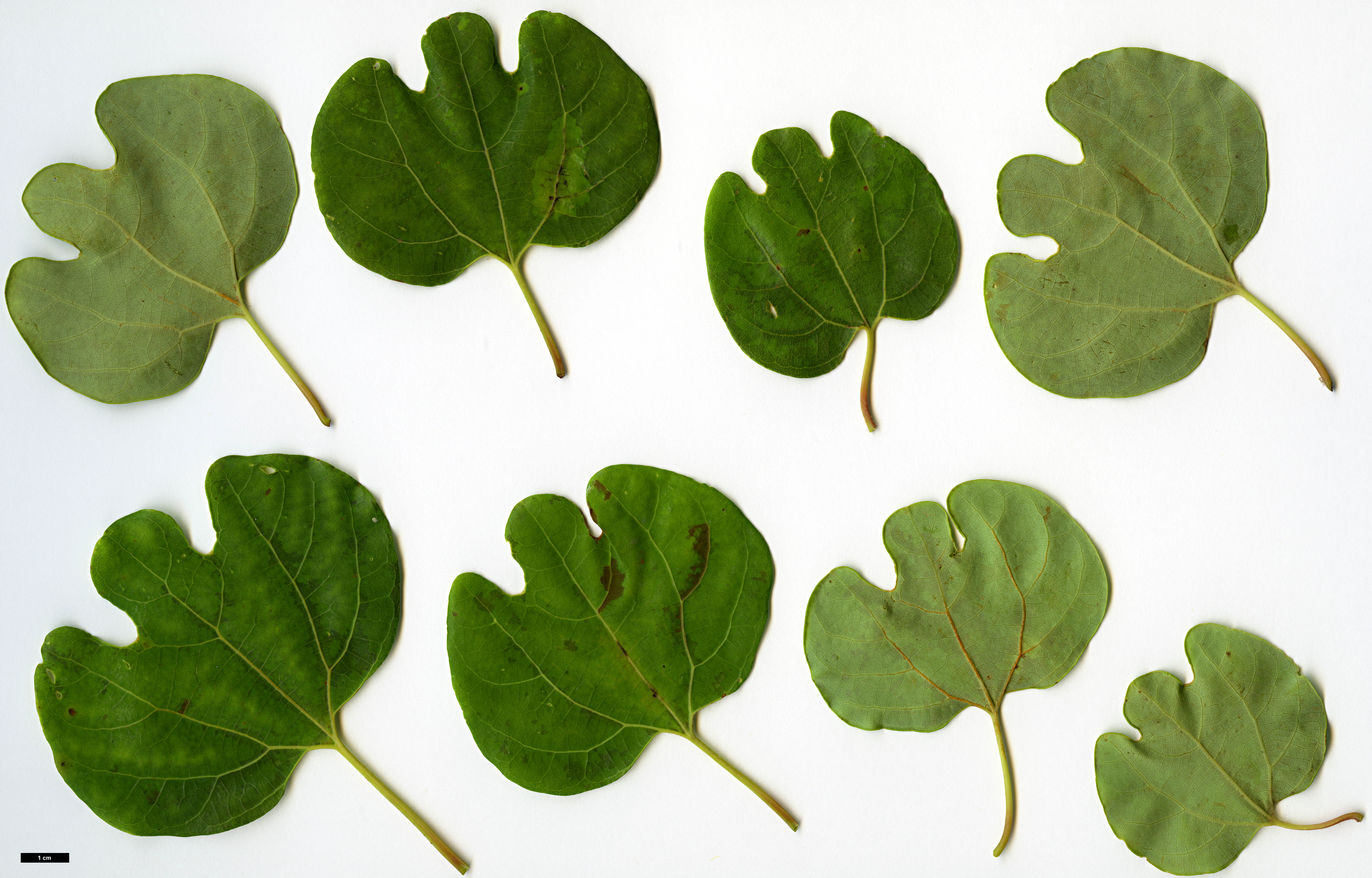 High resolution image: Family: Lauraceae - Genus: Lindera - Taxon: cercidifolia