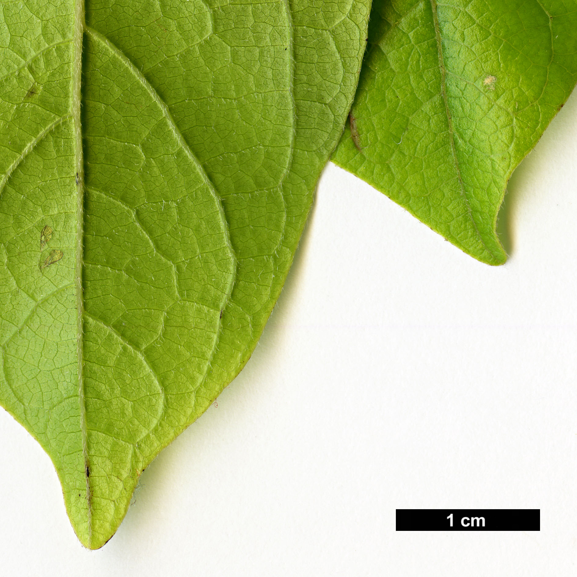 High resolution image: Family: Lauraceae - Genus: Lindera - Taxon: chienii