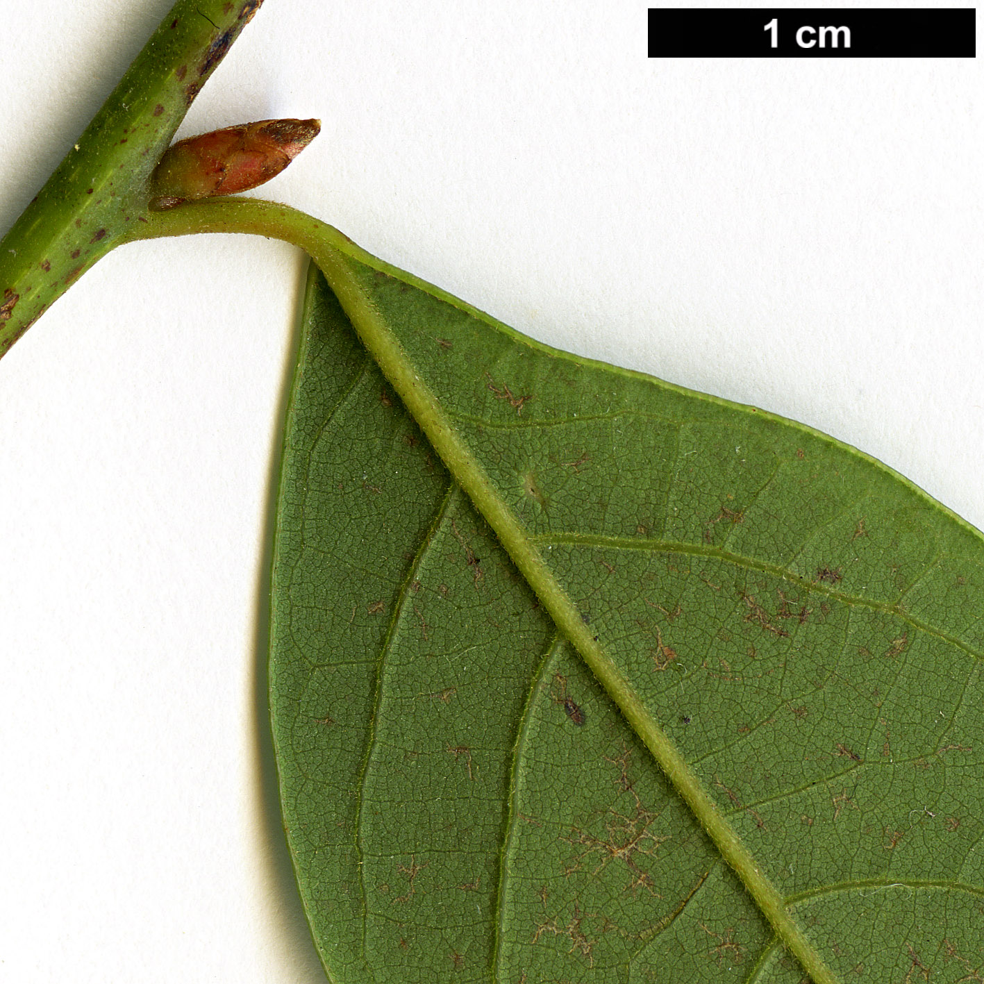 High resolution image: Family: Lauraceae - Genus: Lindera - Taxon: communis