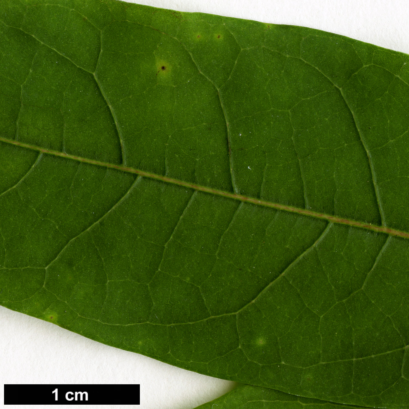 High resolution image: Family: Lauraceae - Genus: Lindera - Taxon: cubeba