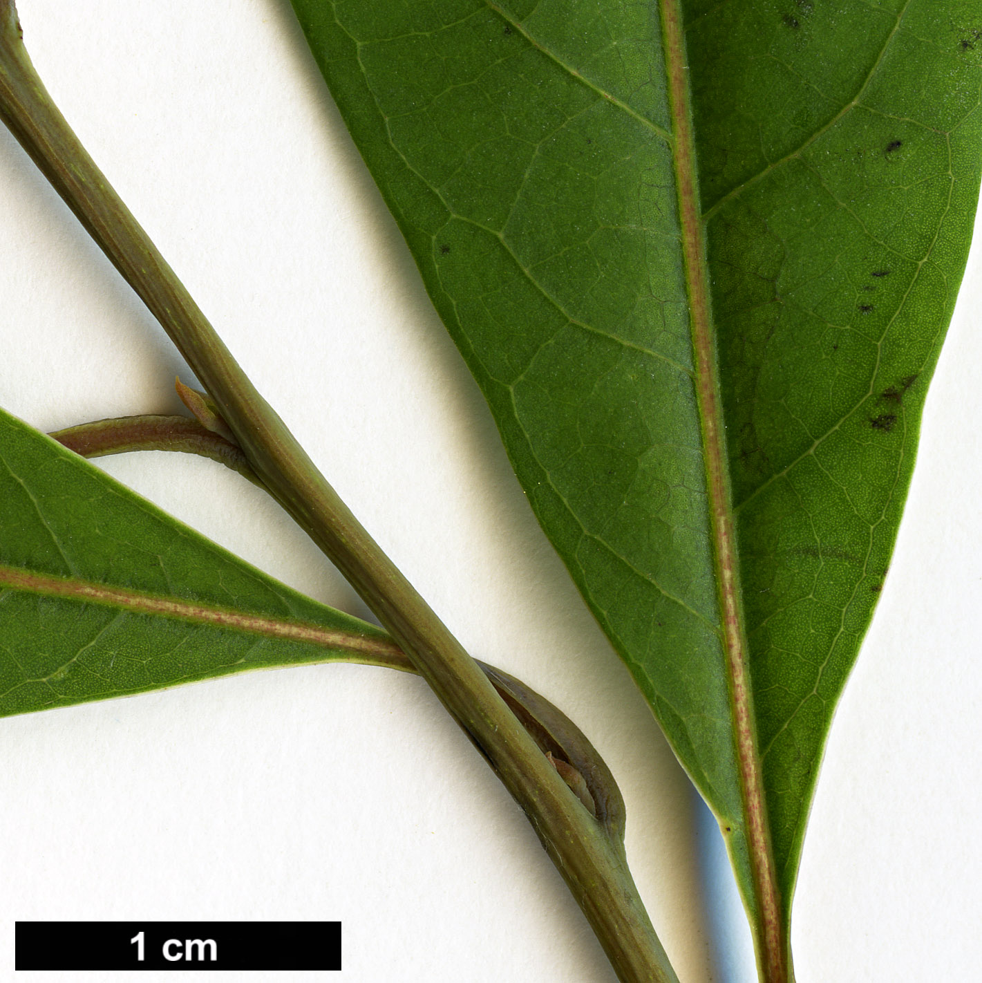 High resolution image: Family: Lauraceae - Genus: Lindera - Taxon: cubeba